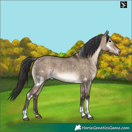 Horse Color:White Spotted Brown Dun Tobiano Rabicano