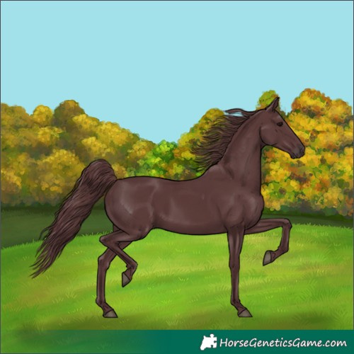 Horse Color:Chocolate Black 