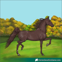 Horse Color:Chocolate Black 