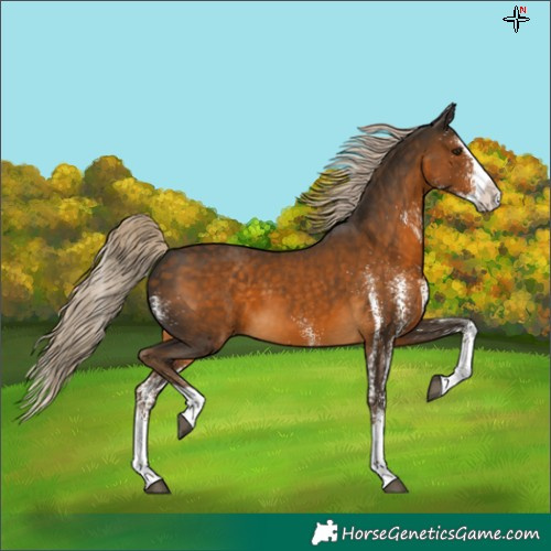 Horse Color:White Spotted Chocolate Palomino Splash