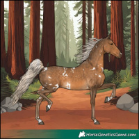 Horse Color:White Spotted Chocolate Palomino