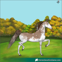 Horse Color:White Spotted Liver Red Dun Splash