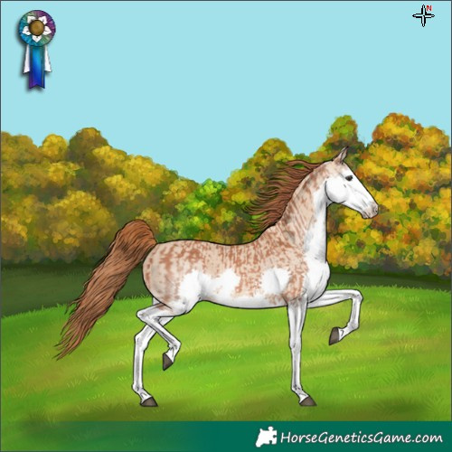 Horse Color:White Spotted Chestnut Splash and White Spotted Red Dun Splash