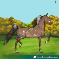 Horse Color:White Spotted Liver Red Dun 