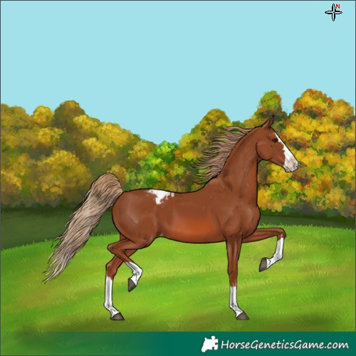 Horse Color:Chestnut Splash Appaloosa