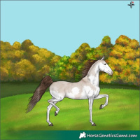 Horse Color:Liver Red Dun Roan Splash