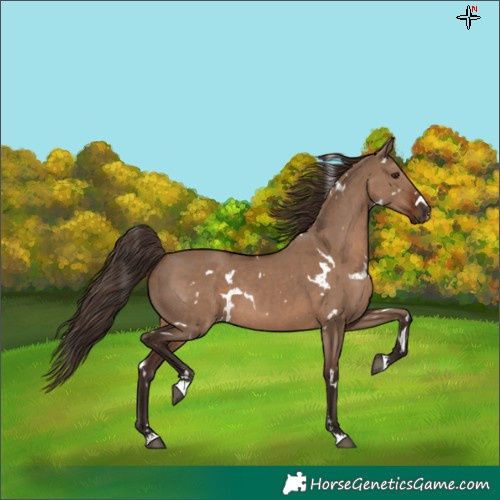 Horse Color:White Spotted Liver Red Dun