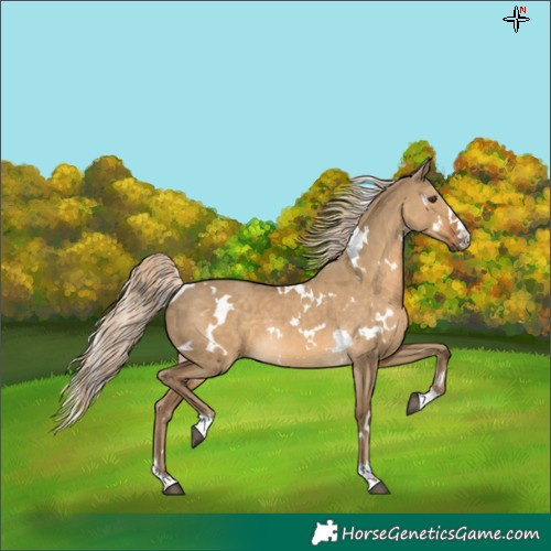 Horse Color:White Spotted Chocolate Palomino Dun