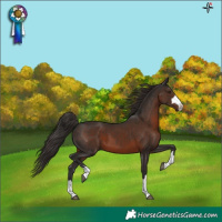 Horse Color:Liver Chestnut