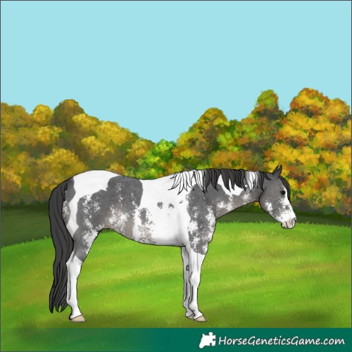 Horse Color:Black Sabino Tobiano Appaloosa 