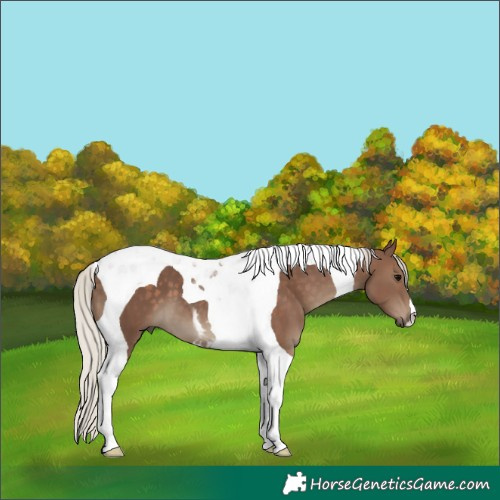 Horse Color:Silver Black Tobiano