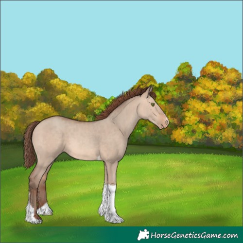 Horse Color:Unknown 