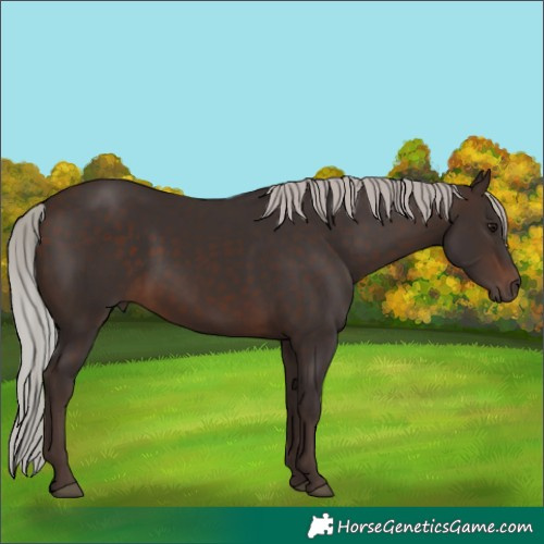 Horse Color:Silver Brown Rabicano 