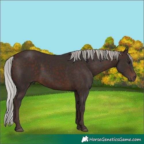 Horse Color:Silver Brown 