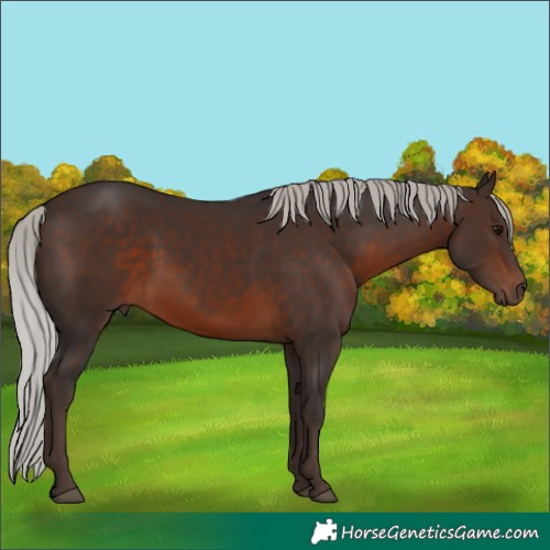 Horse Color:Silver Brown Rabicano