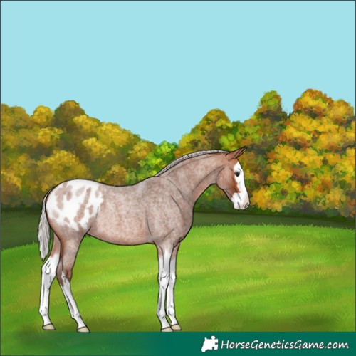 Horse Color:Unknown 