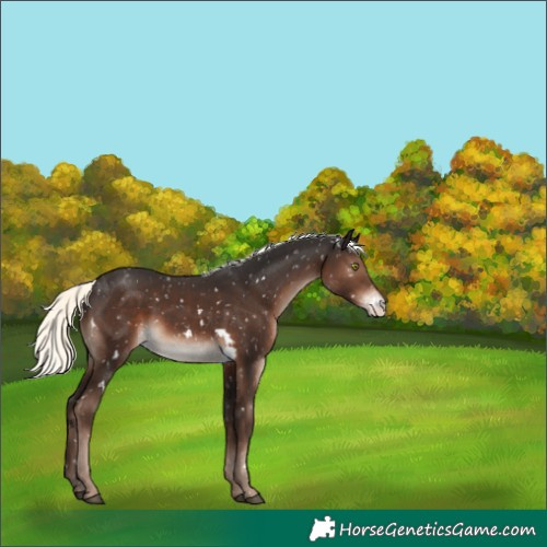 Horse Color:White Spotted Liver Chestnut Mushroom Sabino Appaloosa Rabicano 