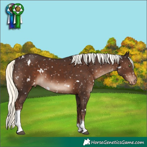 Horse Color:White Spotted Liver Chestnut Mushroom Tobiano Appaloosa Rabicano