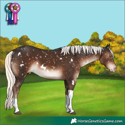 Horse Color:White Spotted Liver Chestnut Mushroom Tobiano Appaloosa Rabicano 