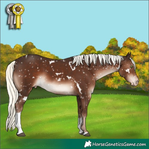 Horse Color:White Spotted Liver Chestnut Mushroom Tobiano Appaloosa Rabicano