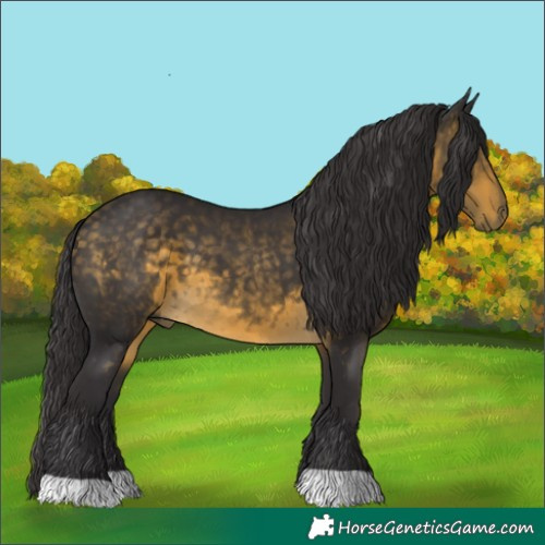 Horse Color:Buckskin 