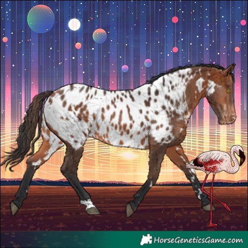 Horse Color:White Spotted Bay Appaloosa