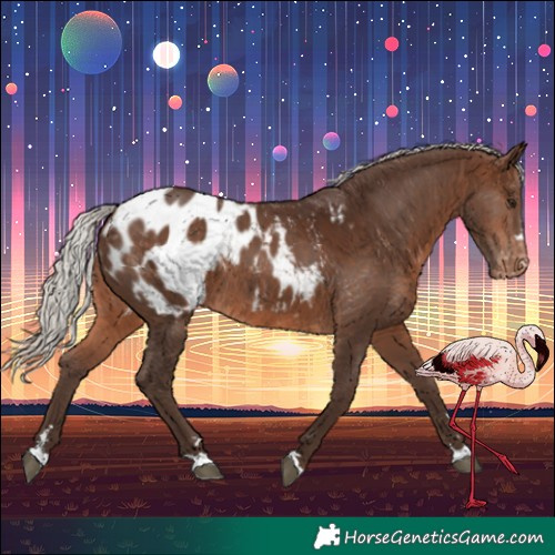 Horse Color:Silver Brown Appaloosa