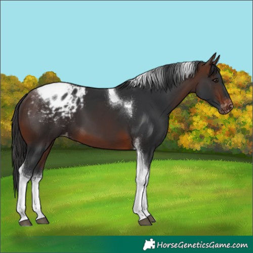 Horse Color:Brown Tobiano Appaloosa