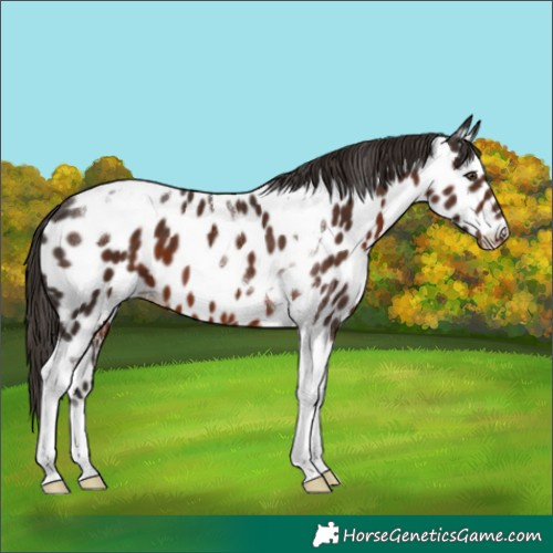 Horse Color:Liver Chestnut Tobiano Appaloosa