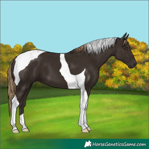 Horse Color:Liver Chestnut Tobiano 