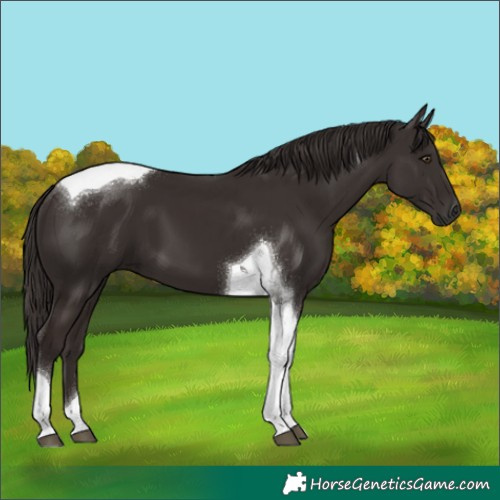 Horse Color:Liver Chestnut Tobiano