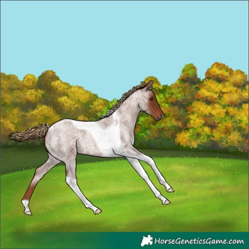 Horse Color:Red Roan Tobiano 