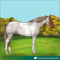 Horse Color:Red Roan Tobiano