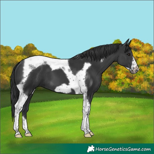 Horse Color:Black Tobiano Frame 