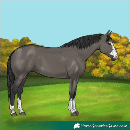 Horse Color:Grullo