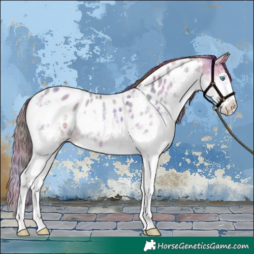 Horse Color:Nacre White Spotted Brown Dun Splash Appaloosa 
