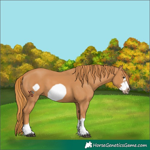 Horse Color:Chestnut Frame 
