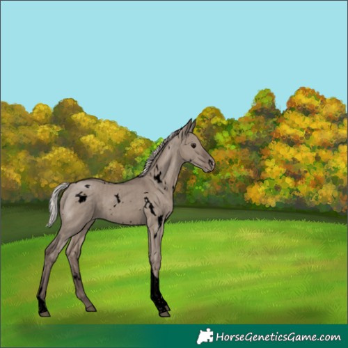 Horse Color:Void White Spotted Silver Grullo Tobiano Appaloosa Rabicano Brindle