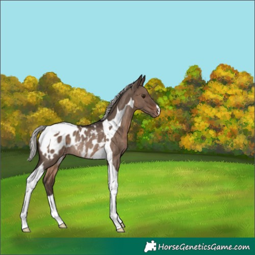 Horse Color:Silver Brown Dun Tobiano Appaloosa Rabicano 