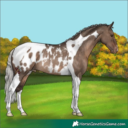 Horse Color:Silver Brown Dun Tobiano Appaloosa Rabicano 