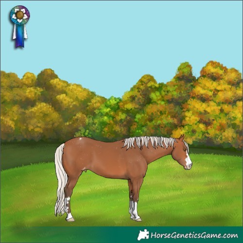 Horse Color:Silver Bay Appaloosa 