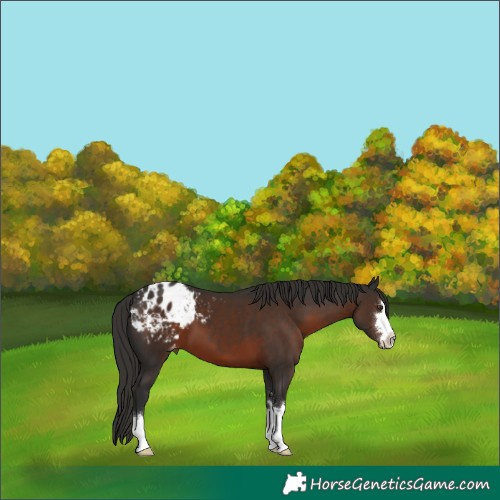 Horse Color:Liver Chestnut Appaloosa