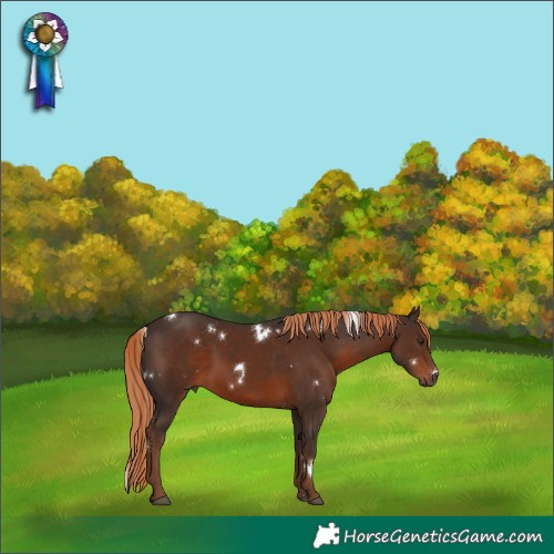Horse Color:White Spotted Liver Chestnut 