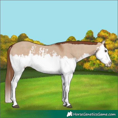 Horse Color:Red Dun Splash and Red Dun Splash