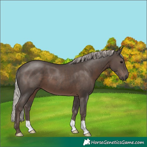 Horse Color:Silver Black
