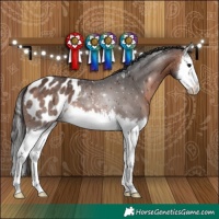 Horse Color:Brown Splash Appaloosa
