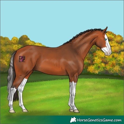 Horse Color:Bay Splash 