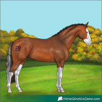 Horse Color:Bay Splash 