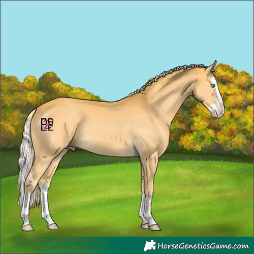 Horse Color:Palomino Splash 