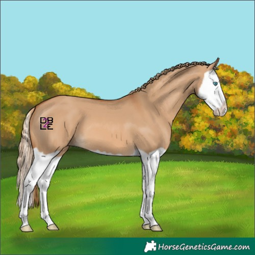 Horse Color:Red Dun Splash